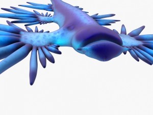 glaucus atlanticus 3D-Modell