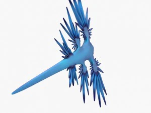 glaucus atlanticus 3D Model