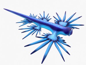 glaucus atlanticus 3D-Modell