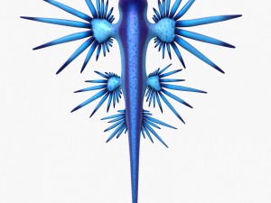 glaucus atlanticus 3D-Modell