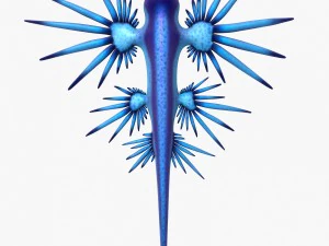 glaucus atlanticus 3D Model