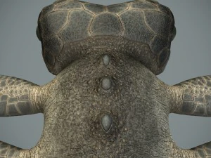sea monster 3D Model