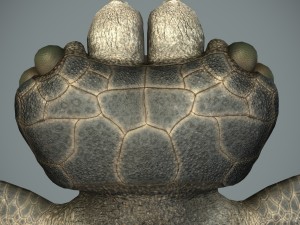 sea monster Modelo 3D