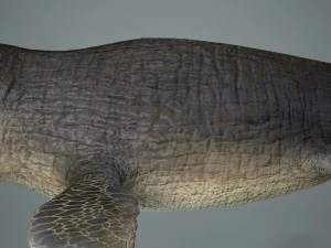 mosasaurus 3D Model