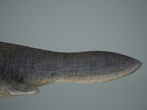 mosasaurus 3D Model