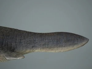 mosasaurus 3D Model