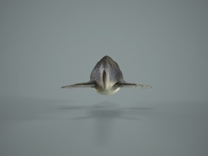mosasaurus 3D Model