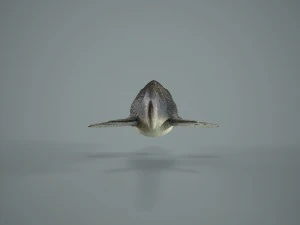 mosasaurus 3D Model