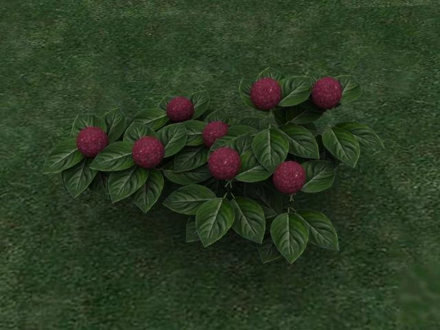 hortensia 3D Model .c4d .max .obj .3ds .fbx .stl .blend