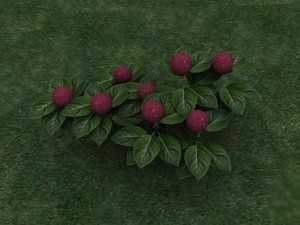 hortensia 3D-Modell