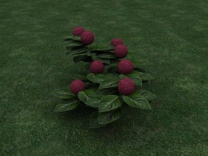 hortensia 3D Модель