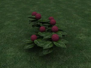 hortensia 3D Model