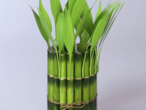 bamboo Modèle 3D