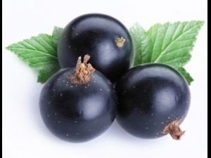 blackcurrant 3D मॉडल