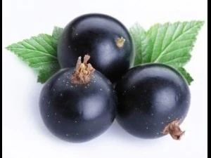 ribes nero Modello 3D