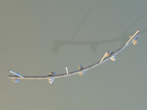 lamp 20 3D Model