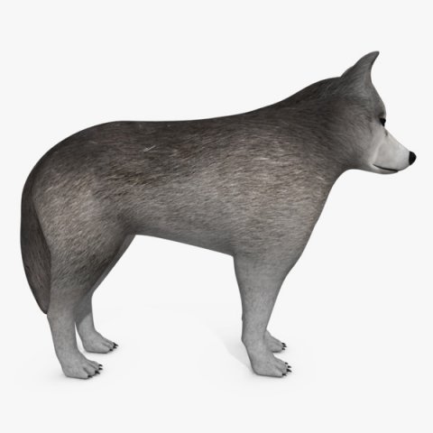 wolf or dog 3D-Modell .c4d .max .obj .3ds .fbx .stl .blend 