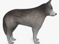 wolf or dog 3D 模型