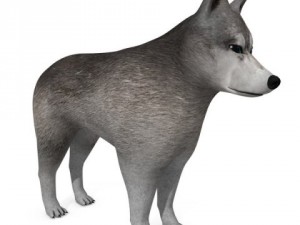 wolf or dog 3D-Modell