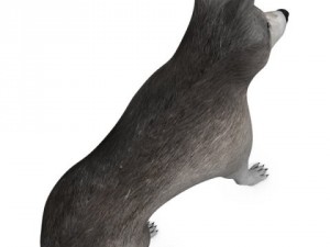 wolf or dog 3D-Modell