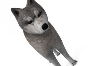 wolf or dog 3D-Modell