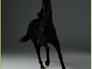 equipped racehorse cg 3D Model