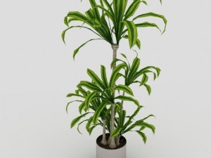 interior plant Model 3D