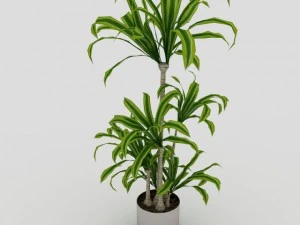 आंतरिक पौधा 3D मॉडल