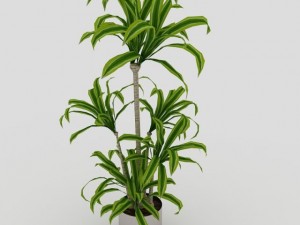 interior plant 3D मॉडल