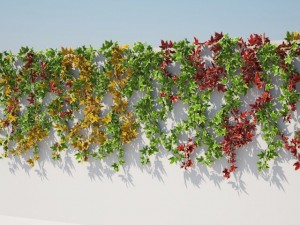 ivy colors on wall Model 3D