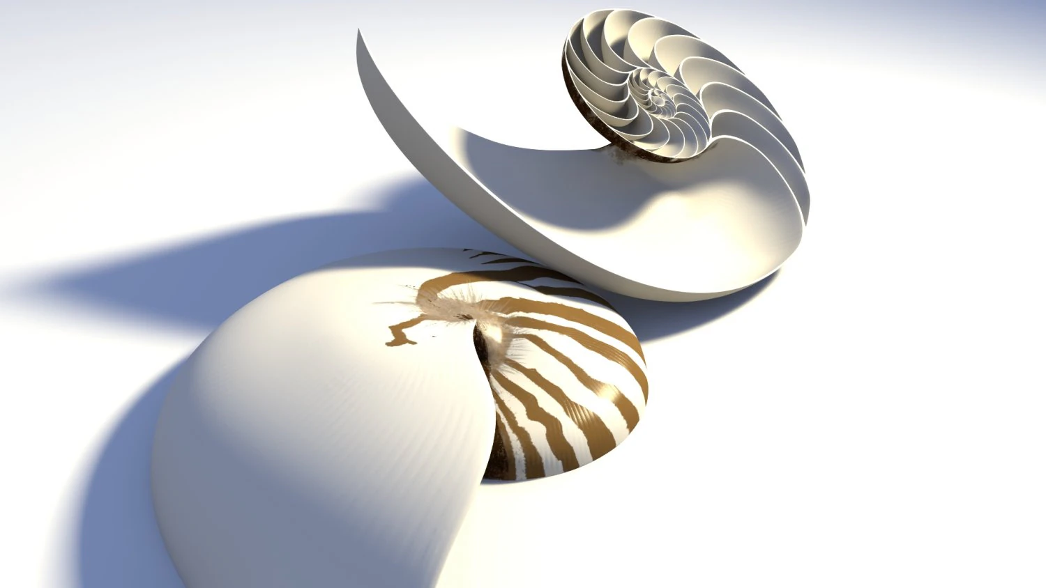 オウム貝の貝殻 3Dモデル .c4d .max .obj .3ds .fbx .stl .blend 