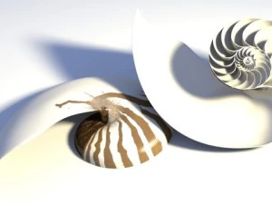 オウム貝の貝殻 3Dモデル