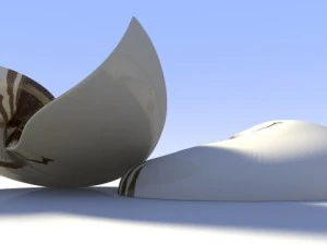 オウム貝の貝殻 3Dモデル