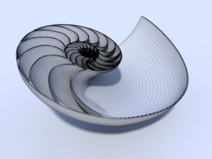 nautilus seashell 3Dモデル