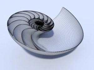 オウム貝の貝殻 3Dモデル