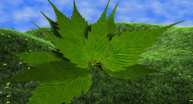 leaf Modelo 3D .c4d .max .obj .3ds .fbx .stl .blend 