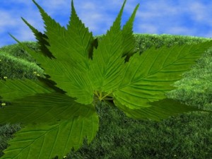 leaf 3D मॉडल