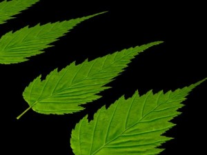 leaf Modelo 3D