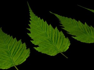 leaf Modelo 3D