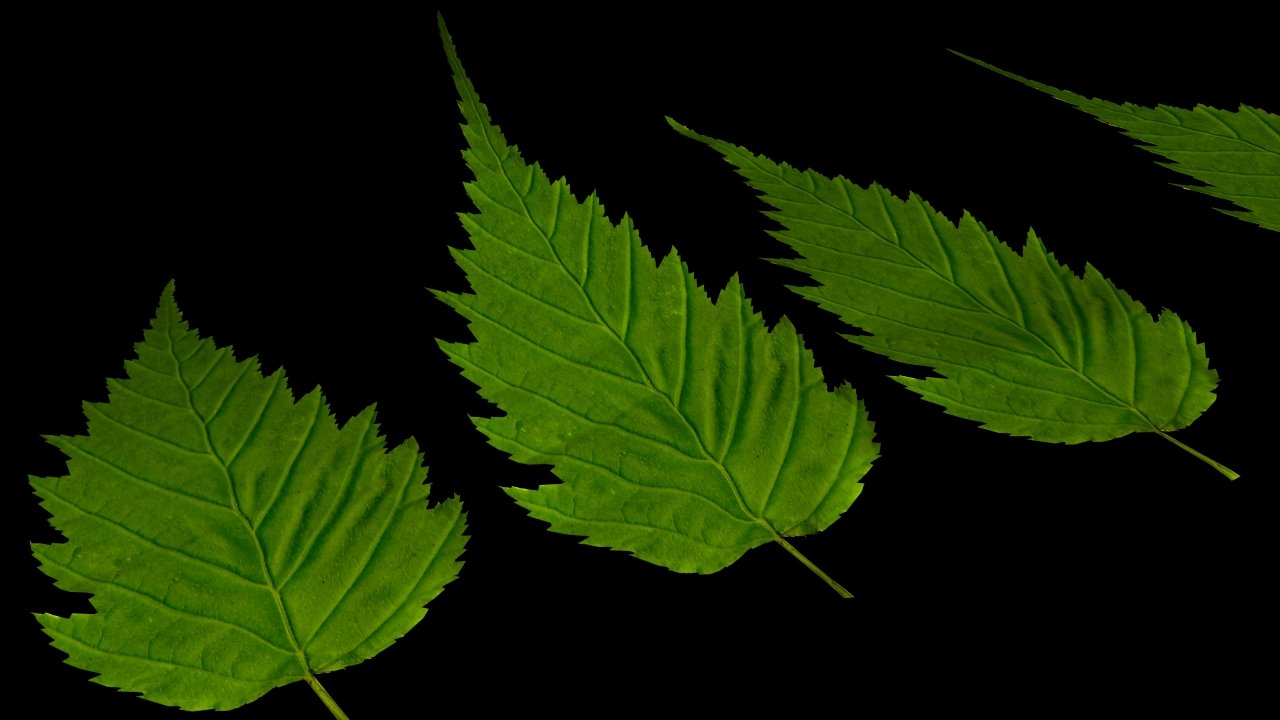 Leaves model