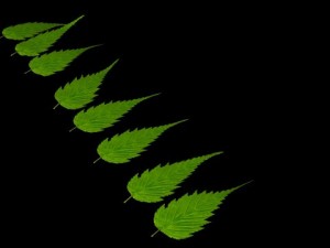 leaf Modelo 3D