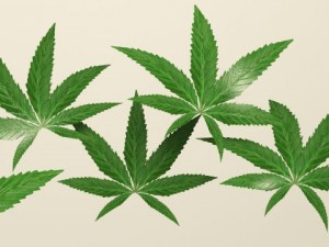 weed leafs 3Dモデル