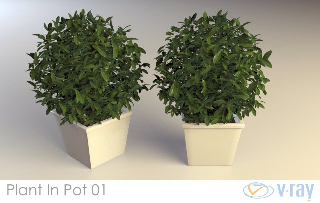 plant in pot 01 vray Modelo 3D .c4d .max .obj .3ds .fbx .stl .blend 