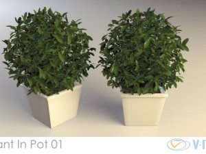 plant in pot 01 vray 3D Model