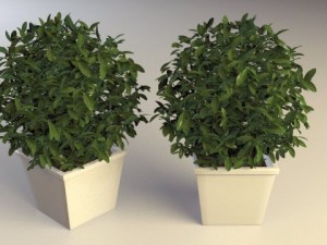 plant in pot 01 vray Modelo 3D