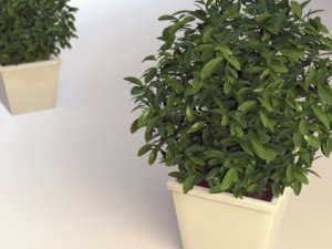 plant in pot 01 vray Modelo 3D