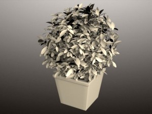 plant in pot 01 vray Modelo 3D
