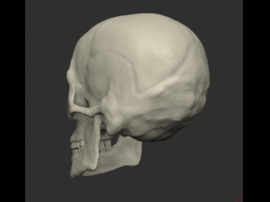 Male human head scan with neutral angry expression Includes 3D scan of a real human skull Modèle 3D