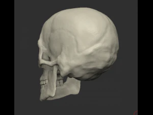 Male human head scan with neutral angry expression Includes 3D scan of a real human skull 3D Model