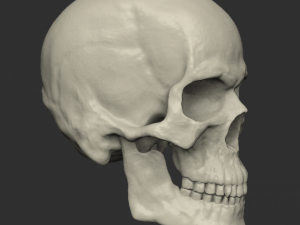 Male human head scan with neutral angry expression Includes 3D scan of a real human skull Modèle 3D
